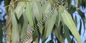 Eucalyptus Oil