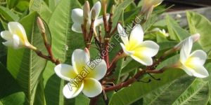 Frangipani Absolute Oil