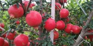 Pomegranate Fruits
