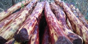 Red Sandal Wood Plant