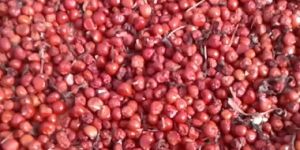 Gloriosa Superba Seeds