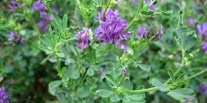 Alfalfa Grass Seeds