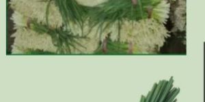 IQF/ Frozen Green Onion