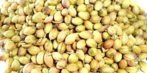 Coriander Seed
