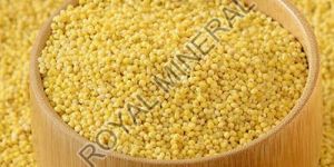 Yellow Millet Seeds