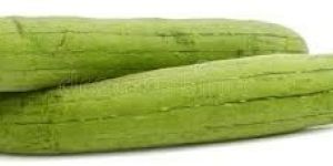Sponge Gourd