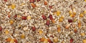 Bird Food