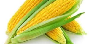 Fresh Yellow Maize