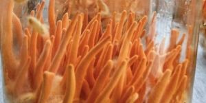 Cordyceps Militarias