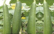 Hybrid Sponge Gourd