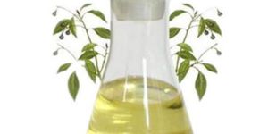 Camphor Oil