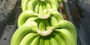 Fresh Cavendish Banana