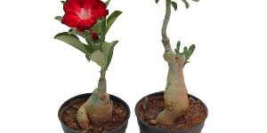 Grafted Adenium Plants