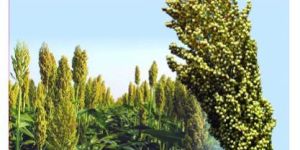 Jawar Seeds (Maldhandi-35)