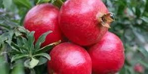 Fresh Pomegranate