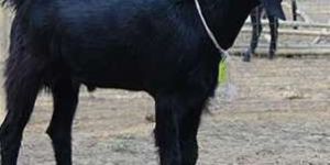 USMANABADI MALE GOAT