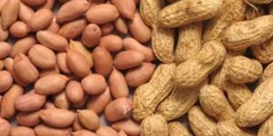 Groundnut