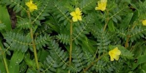 Tribulus Terrestris