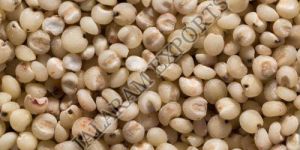 Sorghum Seeds