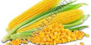 Yellow Maize
