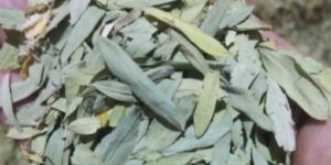 Dried Senna Leaves
