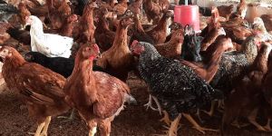 Aseel Country Chicken