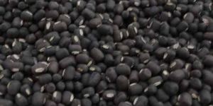 Black Lentils