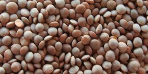 Brown Lentils