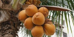 Fresh King Coconut