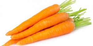 Fresh Carrot