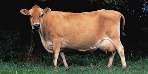 Jersey Cow
