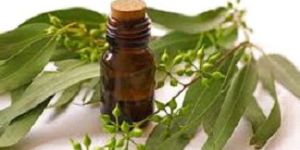 Eucalyptus Oil