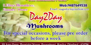 Oyster Mushroom