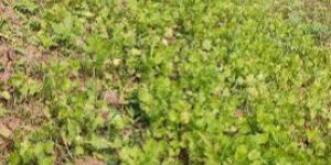 Coriander Leaves