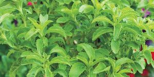 Stevia Leaves