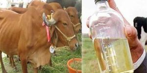 Distilled Cow Urine
