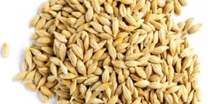 Forage Barley Seeds