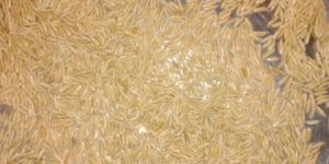 Paddy Rice