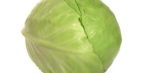 Fresh Cabbage