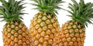Fresh Pineapple