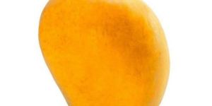 Fresh Ratnagiri Mango