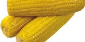 Yellow Corn