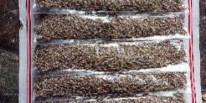 Cumin Seeds (Jeera) Patte