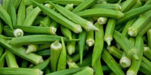 Fresh Okra