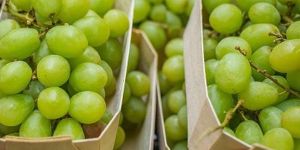 Fresh Grapes