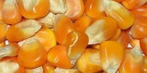 Maize Seeds