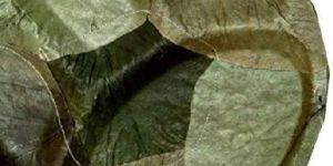 Sal Leaf Partition Plates