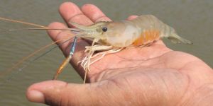 Freshwater Prawns