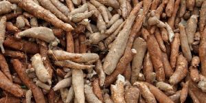 Cassava