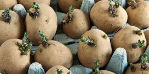 Seed Potatoes